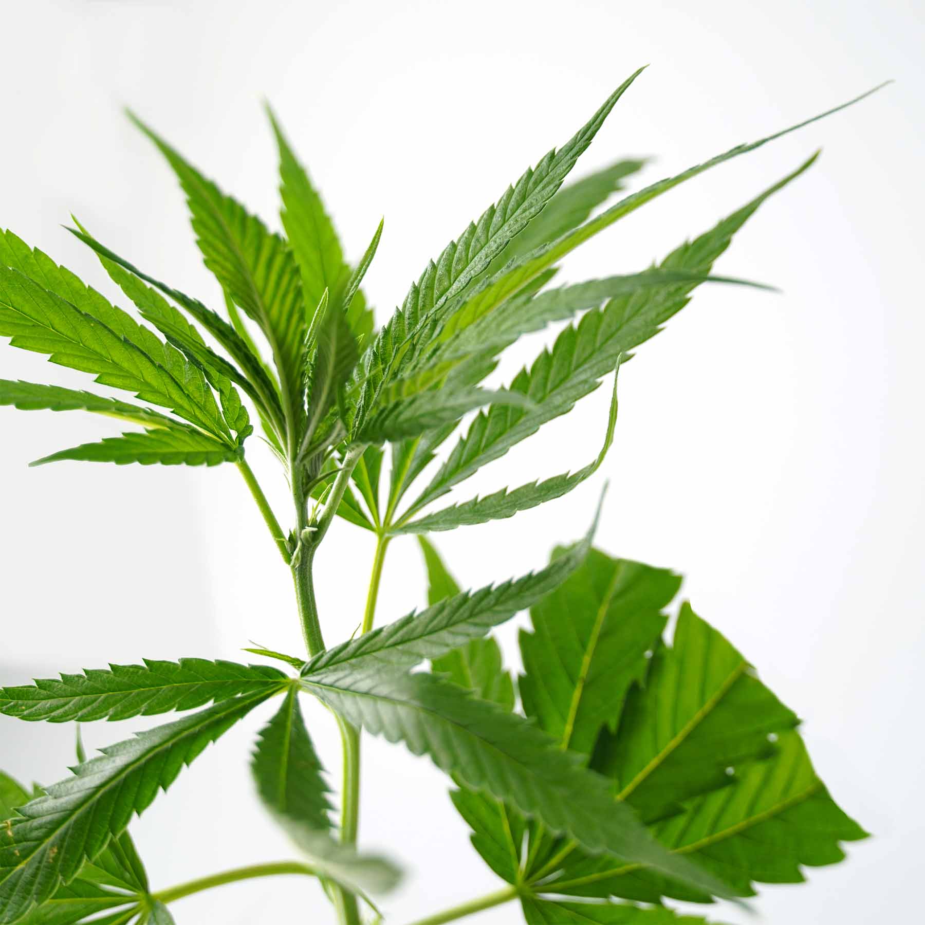 Fotografie rostliny Cannabis sativa se zářivě zelenými vroubkovanými listy a středovým stonkem na bílém pozadí.
