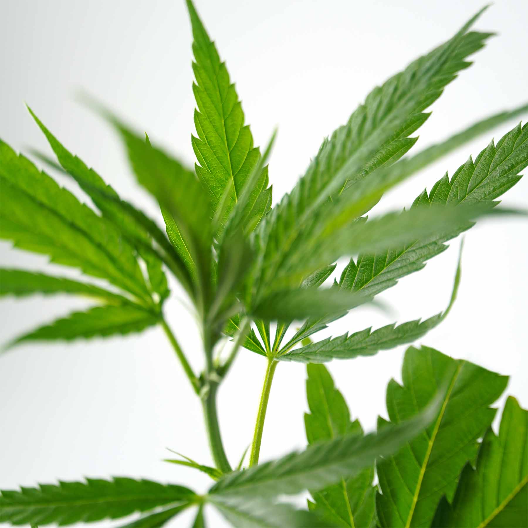 Detailní fotografie zářivě zelené rostliny Cannabis sativa s vroubkovanými listy a štíhlým stonkem na jasně bílém pozadí.

