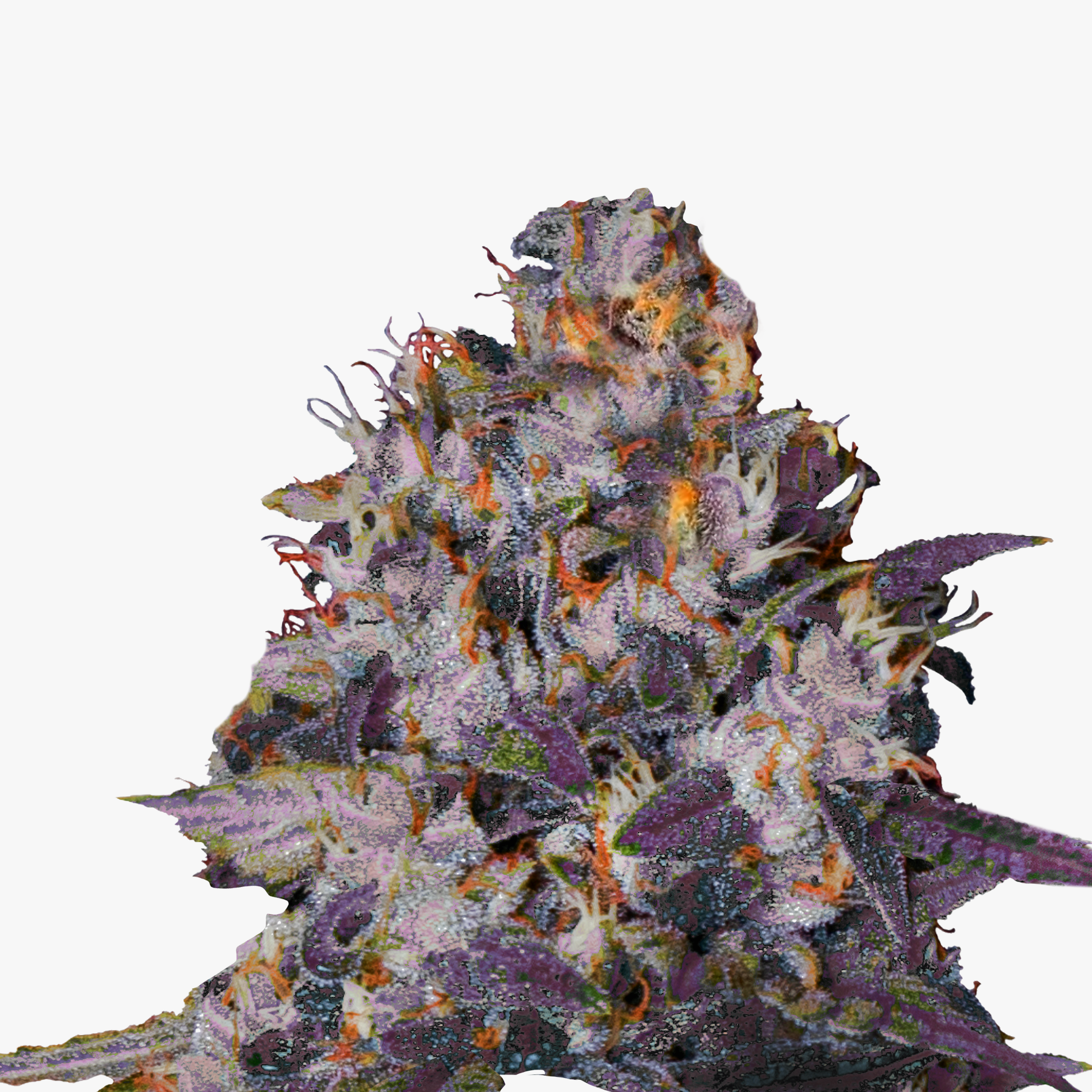 Digitální grafika konopného pupenu s fialovými, oranžovými a bílými odstíny a viditelnými krystalickými trichomy.
