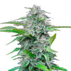 Fotografie rostliny cannabis sativa se zářivě zelenými listy, mrazivými trichomy a nádechem fialových odstínů na bílém pozadí.
