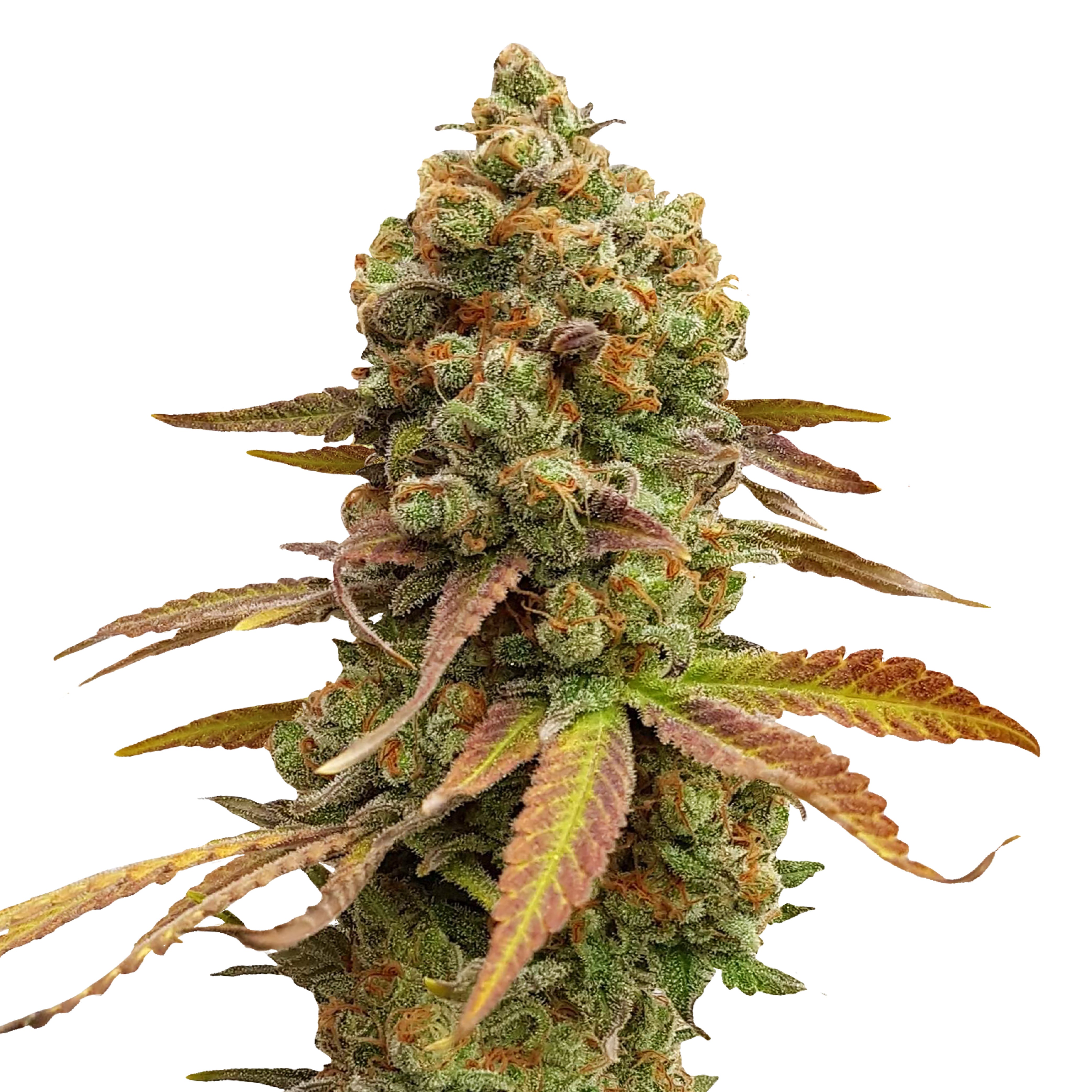 Fotografie rostliny cannabis sativa se zářivě zelenými a oranžovými listy a pupeny pokrytými trichomy na bílém pozadí.
