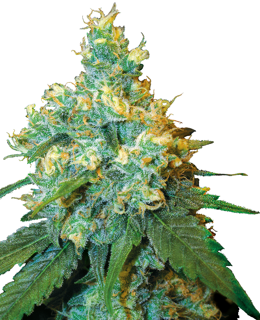 Fotografie: Cannabispflanze mit dichten, grün-goldenen Blütenständen, bedeckt mit kristallinen Trichomen, zeigt auffällige orangefarbene Stempel und leuchtend grüne Blätter

