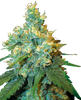 Fotografie: Cannabispflanze mit dichten, grün-goldenen Blütenständen, bedeckt mit kristallinen Trichomen, zeigt auffällige orangefarbene Stempel und leuchtend grüne Blätter

