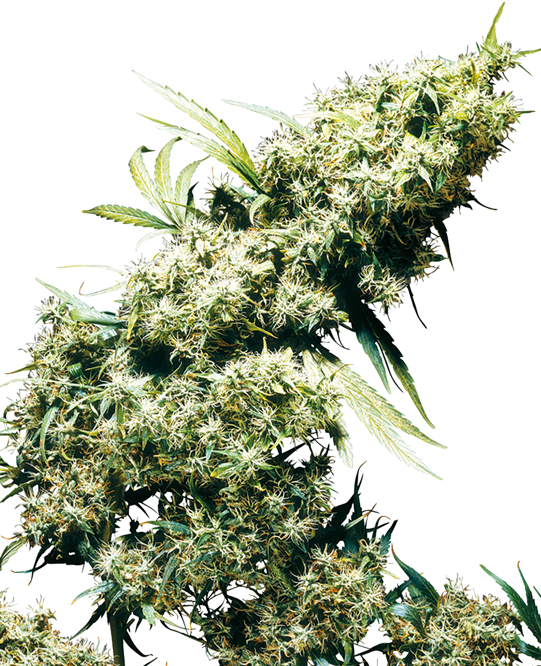 Fotografie einer Cannabispflanze mit dicht wachsenden, hellgrünen und weißlichen Blütenständen vor einem unscharfen Hintergrund

