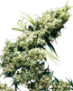 Fotografie einer Cannabispflanze mit dicht wachsenden, hellgrünen und weißlichen Blütenständen vor einem unscharfen Hintergrund
