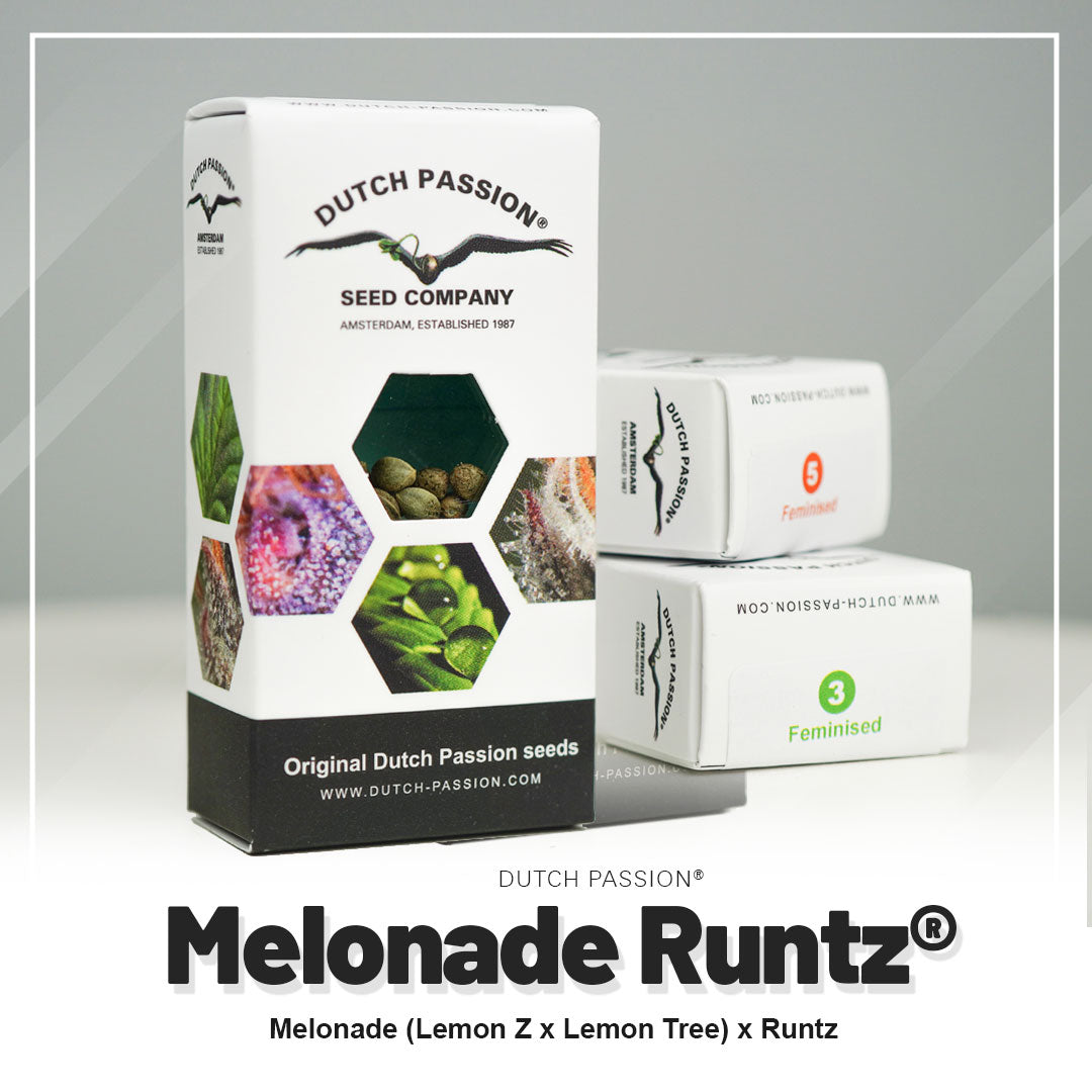 Obaly produktů Dutch Passion Seed Company prezentující konopná semínka Melonade Runtz v Amsterdamu se zářivě zelenými a fialovými poupaty a očíslovanými feminizovanými balíčky semen.
