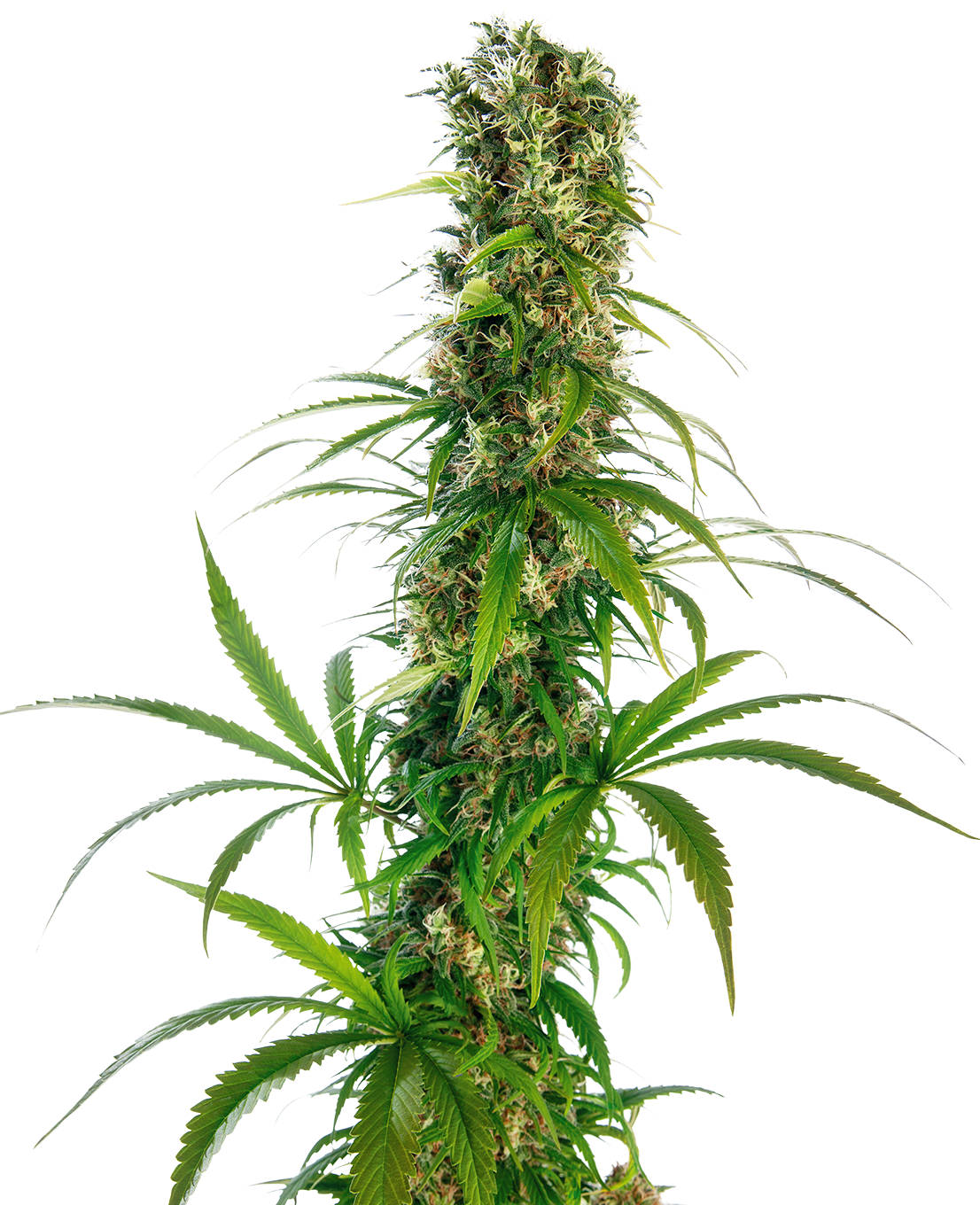 Fotografie rostliny cannabis sativa se zářivě zelenými listy a hustými pupeny na světlém pozadí
