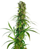Fotografie rostliny cannabis sativa se zářivě zelenými listy a hustými pupeny na světlém pozadí
