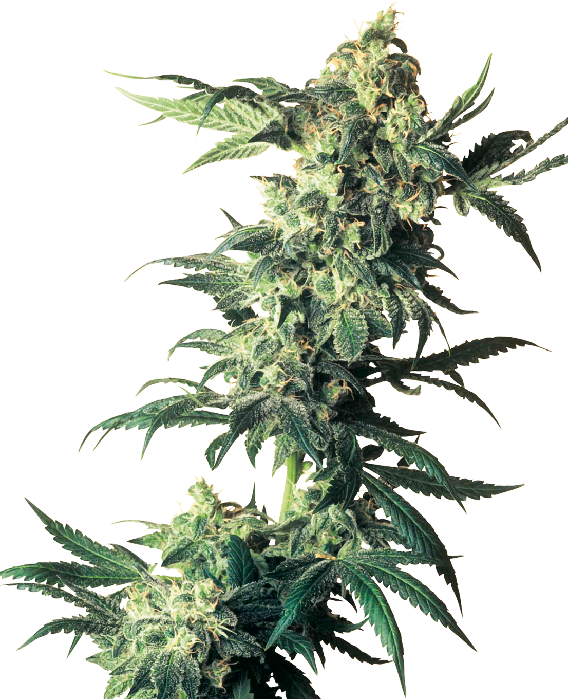 Cannabispflanze mit dichtem Blütenstand vor neutralem Hintergrund, zeigt leuchtend grüne Blätter, silbrige Trichome und dichte Knospen
