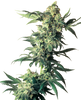 Cannabispflanze mit dichtem Blütenstand vor neutralem Hintergrund, zeigt leuchtend grüne Blätter, silbrige Trichome und dichte Knospen

