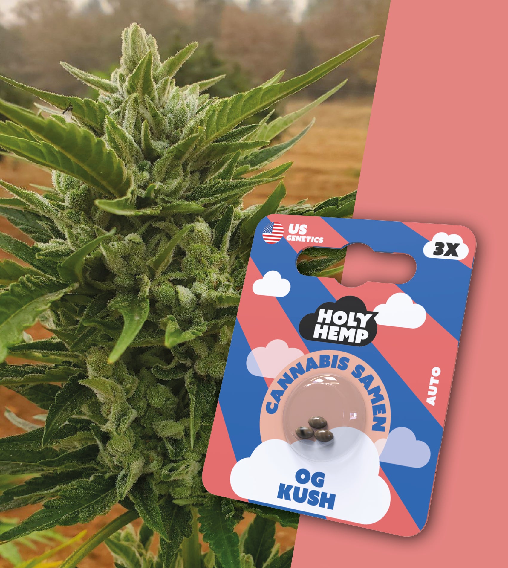 Fotografie US Genetics: Detail kvetoucí rostliny konopí OG Kush se třemi semeny v balíčku s růžovými a modrými obláčky a nápisem Holy Hemp.
