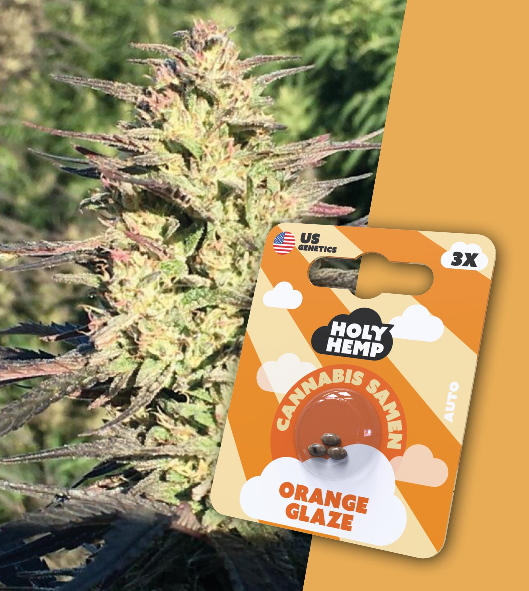 Fotografie společnosti US Genetics: semínka konopí Sacred Hemp Orange Glaze, na které je zblízka vidět kvetoucí rostlina konopí s oranžovými a fialovými odstíny a tři semínka v balíčku.