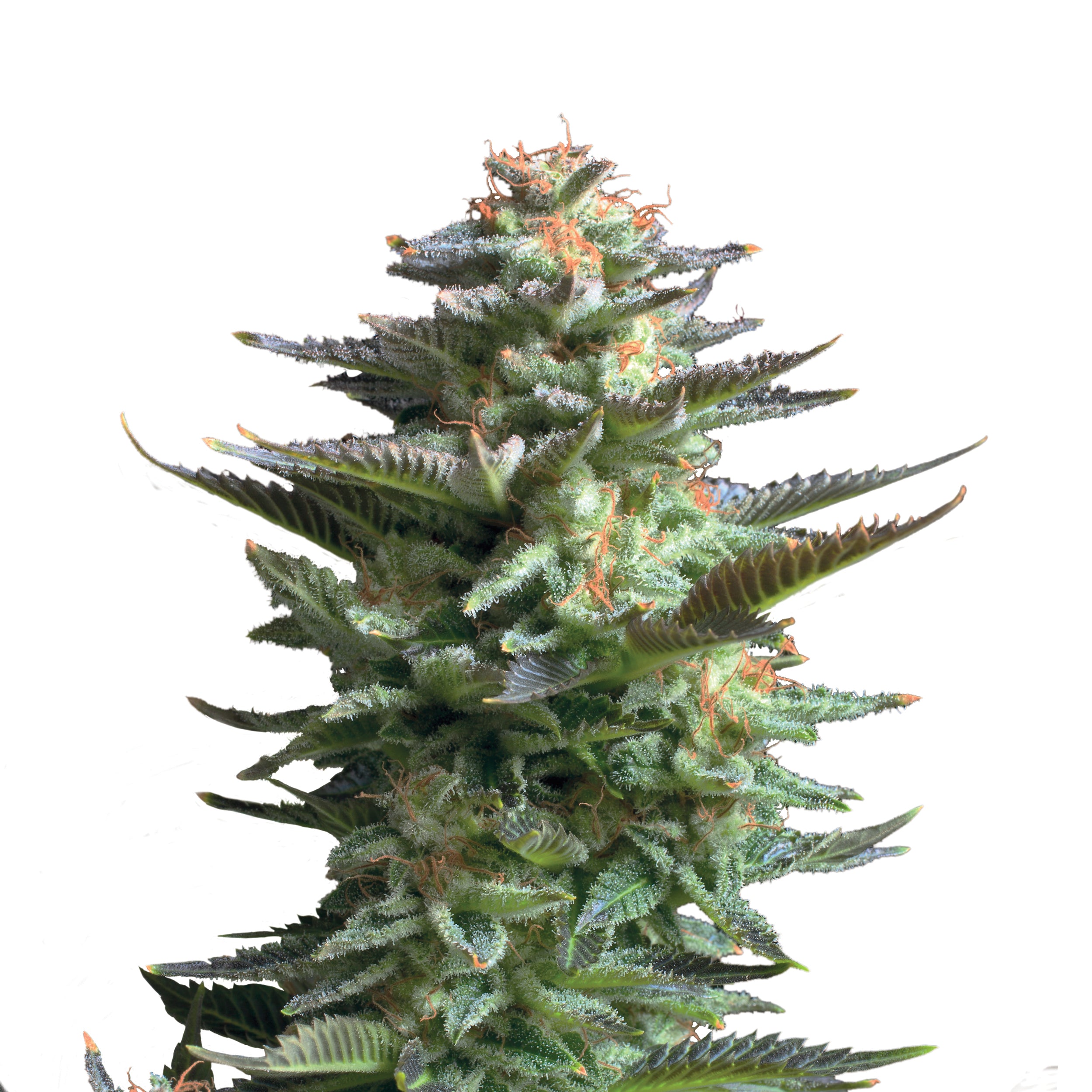 Fotografický detailní záběr rostliny cannabis sativa s mrazivými trichomy, zářivě zelenými listy s fialovým nádechem a oranžovými pestíky na bílém pozadí.
