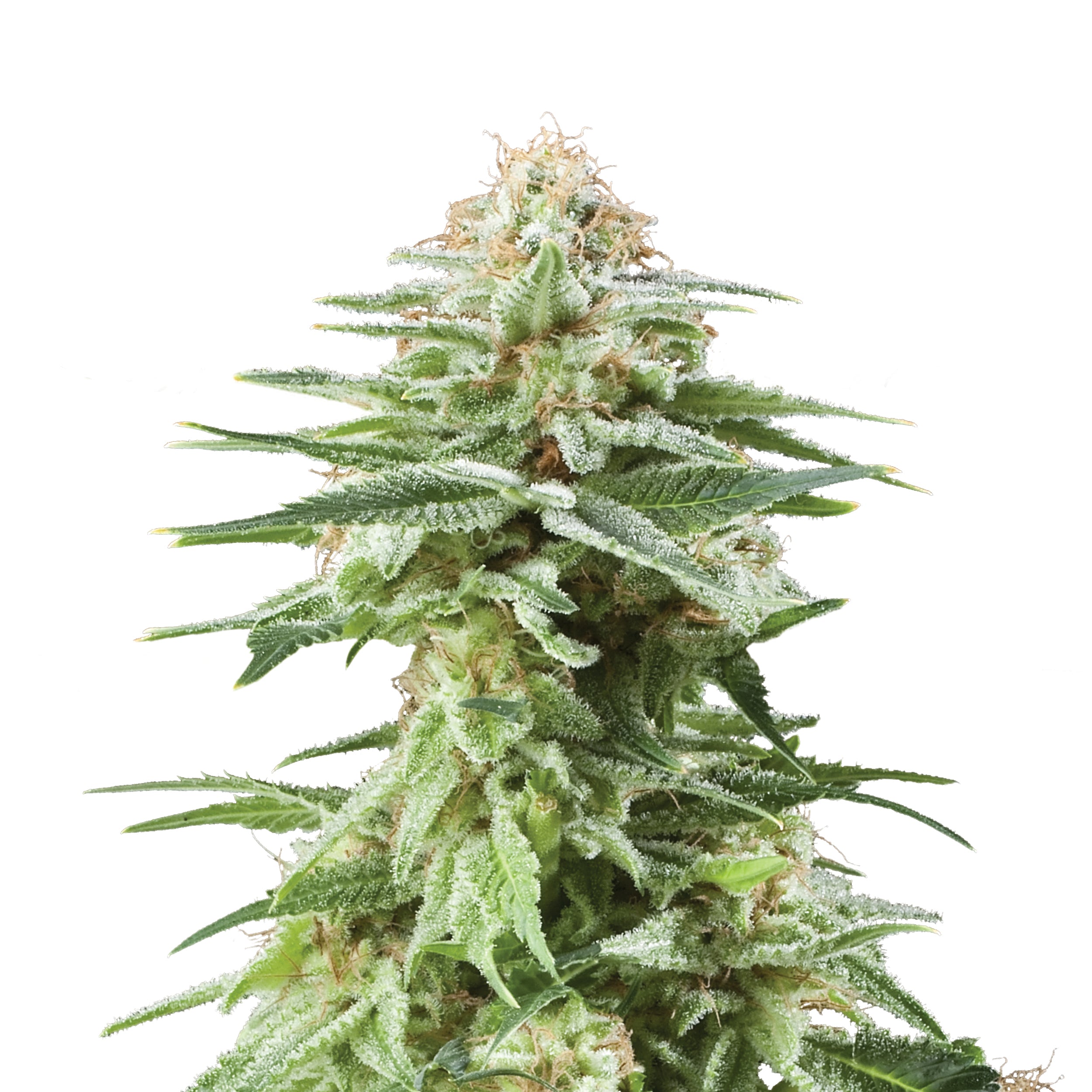 Fotografie rostliny cannabis sativa s mrazivými trichomy, zářivě zelenými listy a světle hnědými pestíky na bílém pozadí.
