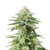 Fotografie rostliny cannabis sativa s mrazivými trichomy, zářivě zelenými listy a světle hnědými pestíky na bílém pozadí.

