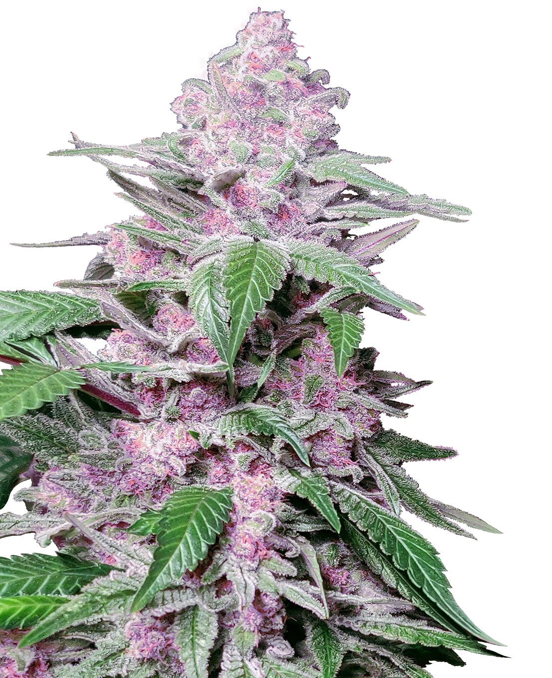 Fotografie einer Cannabispflanze mit lilafarbenen Blüten, auffälligen Kristallen und tiefgrünen Blättern
