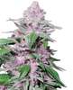 Fotografie einer Cannabispflanze mit lilafarbenen Blüten, auffälligen Kristallen und tiefgrünen Blättern
