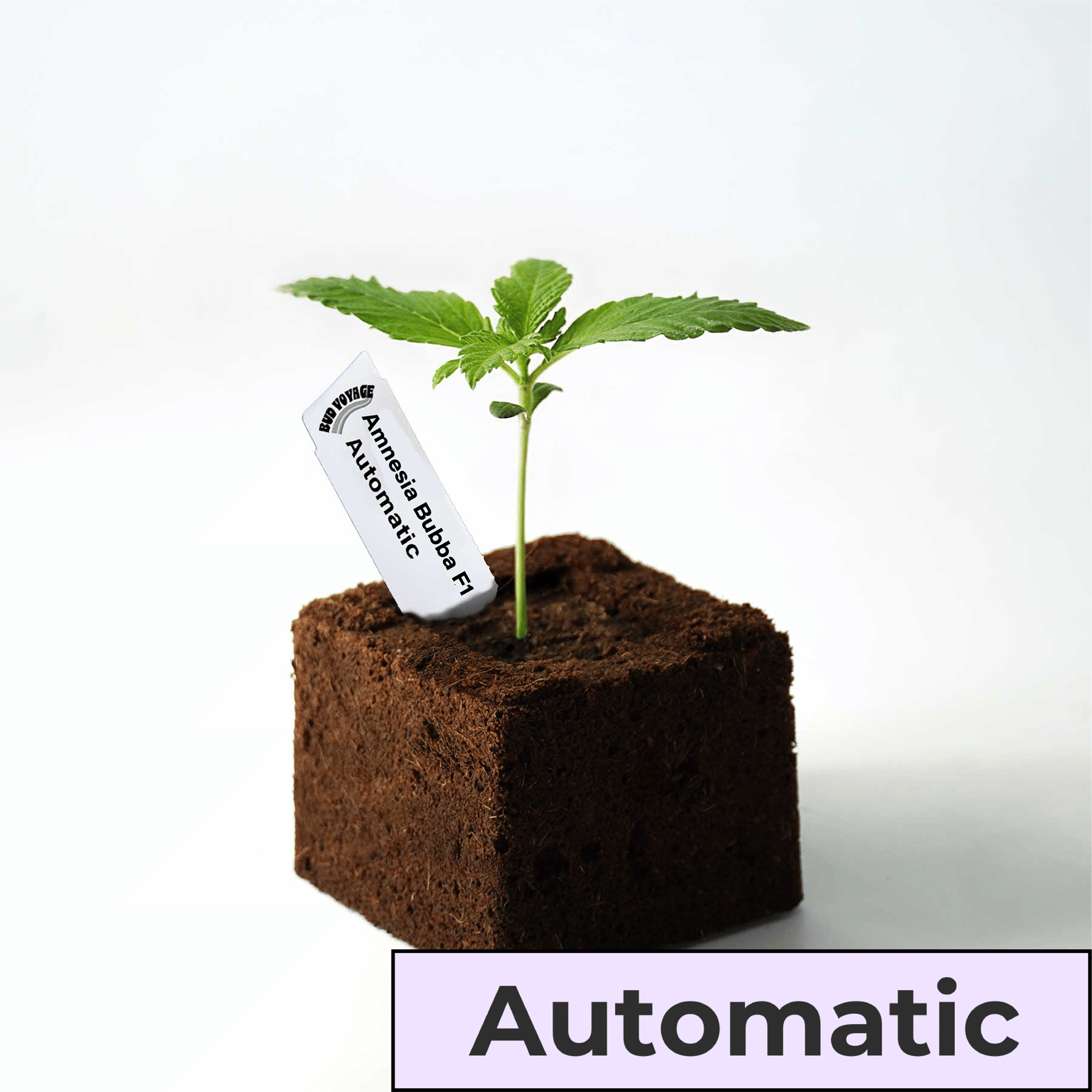 Seedling Amnesia Bubba F1 Auto (Veselý, příjemný, uvolněný)
