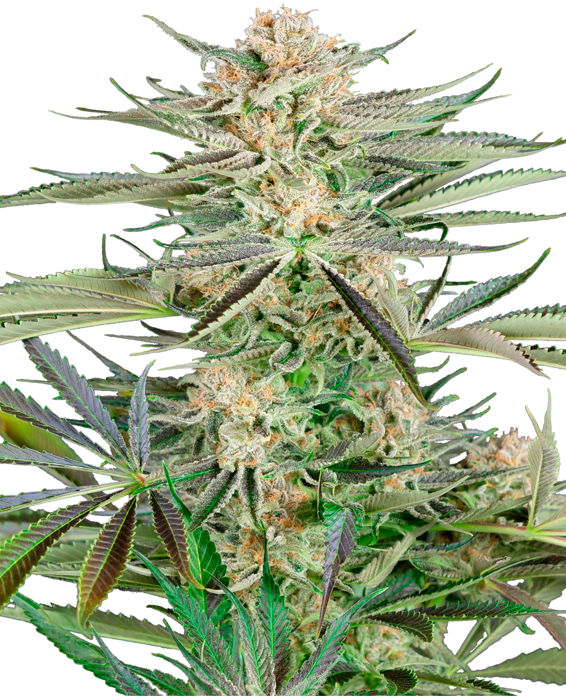 Photograph of a cannabis sativa plant showcasing vibrant green and purple leaves dense buds and orange pistils against a neutral background
