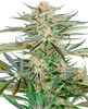 Photograph of a cannabis sativa plant showcasing vibrant green and purple leaves dense buds and orange pistils against a neutral background
