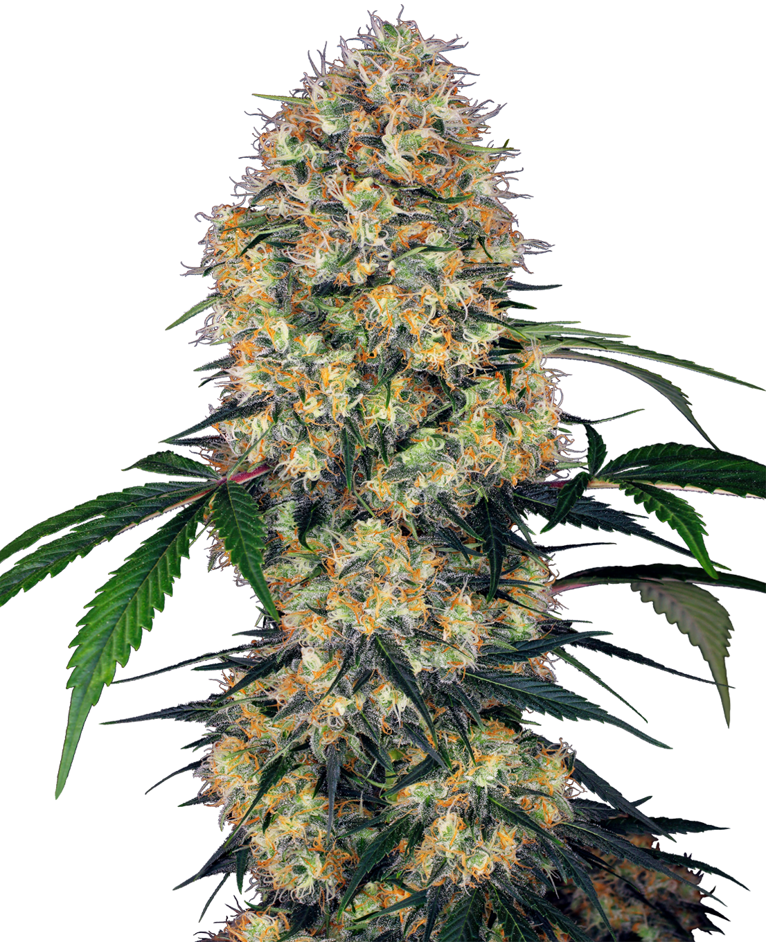 Digital illustration of a cannabis sativa plant showing frosty buds, vibrant green leaves, and orange pistils against a dark background
