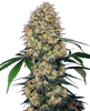 Digital illustration of a cannabis sativa plant showing frosty buds, vibrant green leaves, and orange pistils against a dark background
