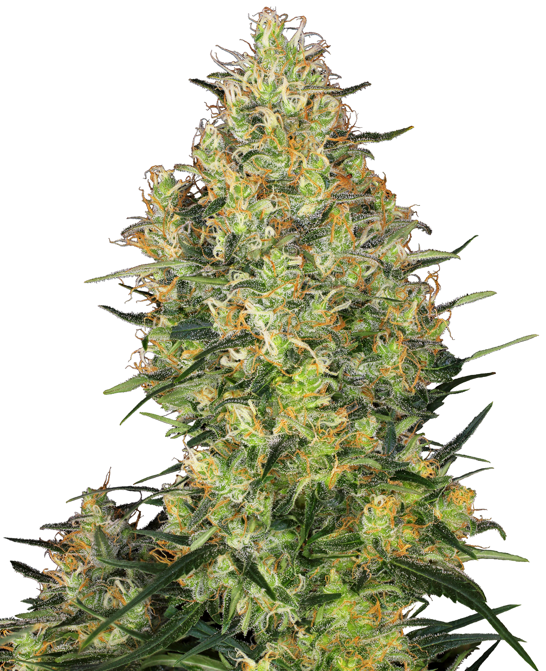 Cannabis sativa plant showing vibrant green and orange hues with abundant trichomes against a blurred background
