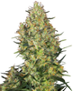 Cannabis sativa plant showing vibrant green and orange hues with abundant trichomes against a blurred background
