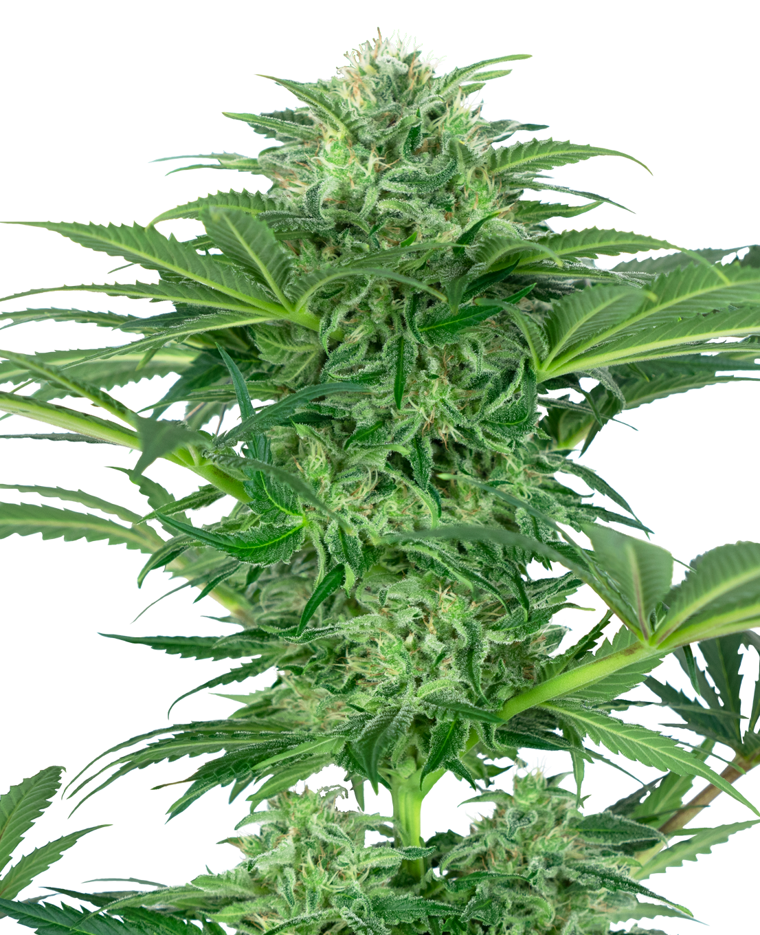 Photo of a Cannabis sativa plant showcasing its vibrant green leaves, frosty trichomes, and dense buds against a blurred background
