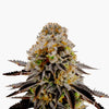 Detailní fotografie rostliny cannabis sativa s mrazivými trichomy, zářivě oranžovými pestíky a tmavě fialovými listy na bílém pozadí.
