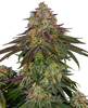 Nahaufnahme einer Cannabispflanze mit purpurroten Blättern, orangefarbenen Blüten und einer dichten, kristallinen Beschichtung
