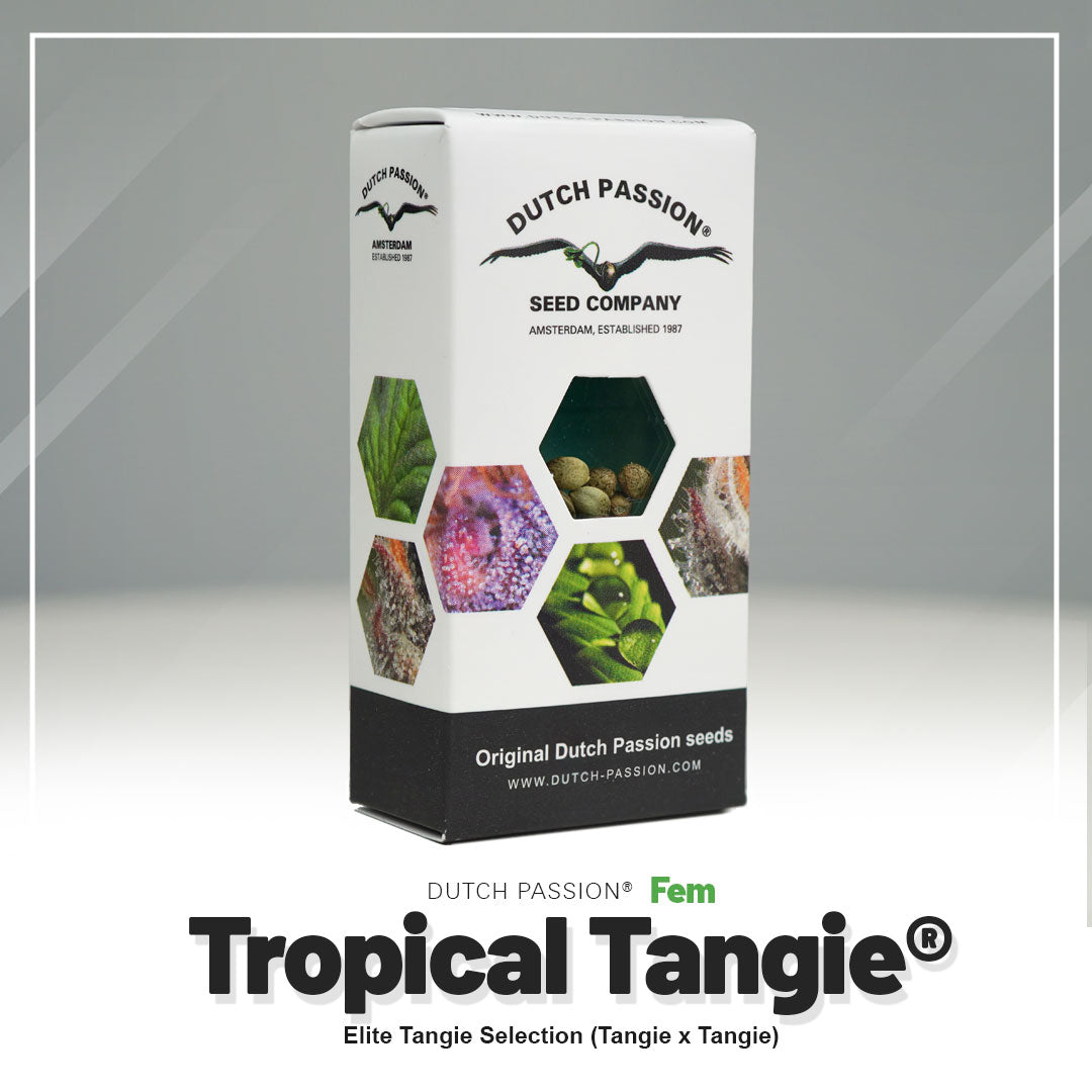 Dutch Passion Seed Box zobrazuje semena tropické tangie v Amsterdamu s barevnými květy, zelenými listy a hnědými semeny.  
