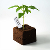 Seedling Gorilla Glue F1 Auto (společenský, euforický, kořeněný)