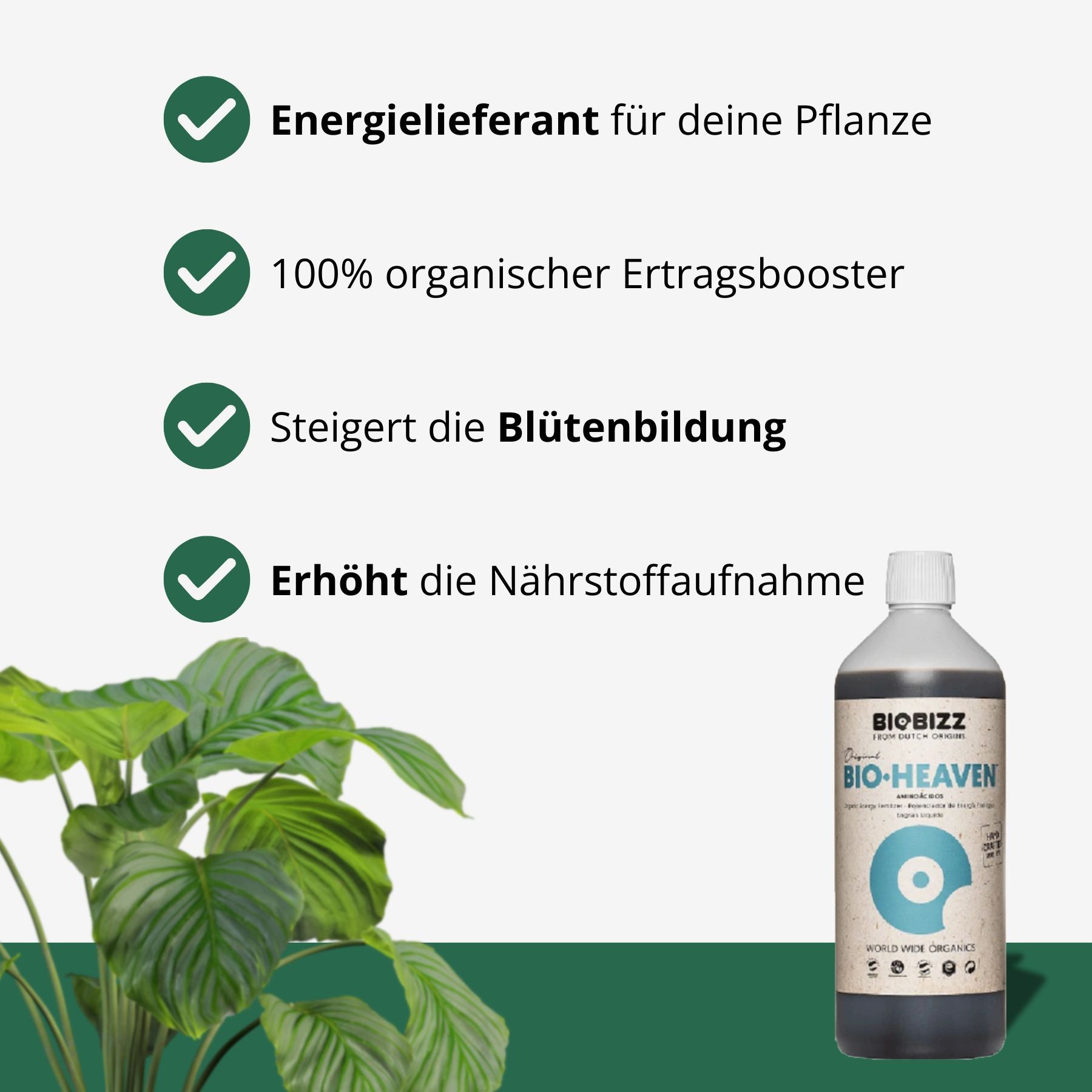 Snímek produktu zobrazující láhev BioBizz Bio-Heaven s rostlinnou výživou vedle rostliny Calathea s nápadnými zelenobíle pruhovanými listy na tmavě zeleném pozadí.
