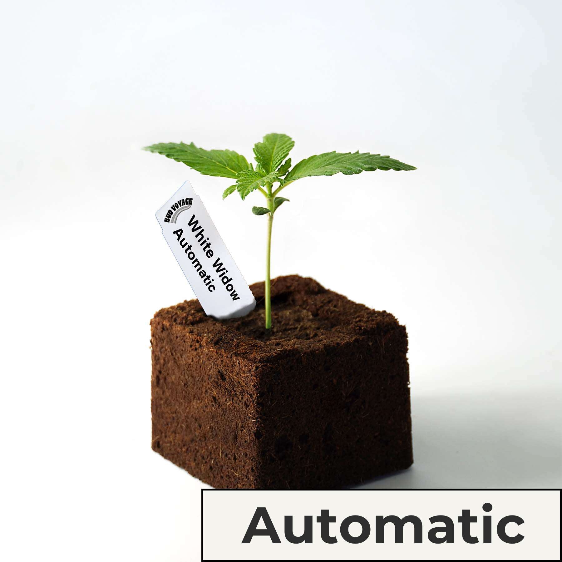 Fotografie od Bud Voyage: Mladá rostlina konopí White Widow Automatic v tmavé krychlové pěstební kostce s bílým štítkem a jasně zelenými listy rostoucími na bílém pozadí.
