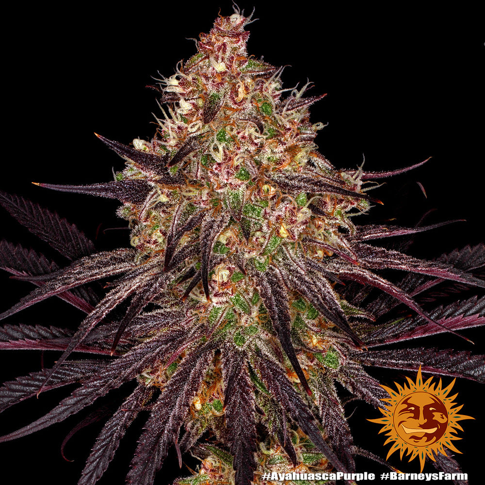Konopí Ayahuasca Purple od Barney's Farm má sytě fialové, zelené a oranžové květy s jasně bílými trichomy na černém pozadí.
