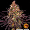 Konopí Ayahuasca Purple od Barney's Farm má sytě fialové, zelené a oranžové květy s jasně bílými trichomy na černém pozadí.
