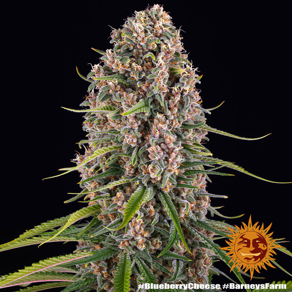 Konopná semínka BF Blue Cheese Auto (krémové, relaxační, kreativní)