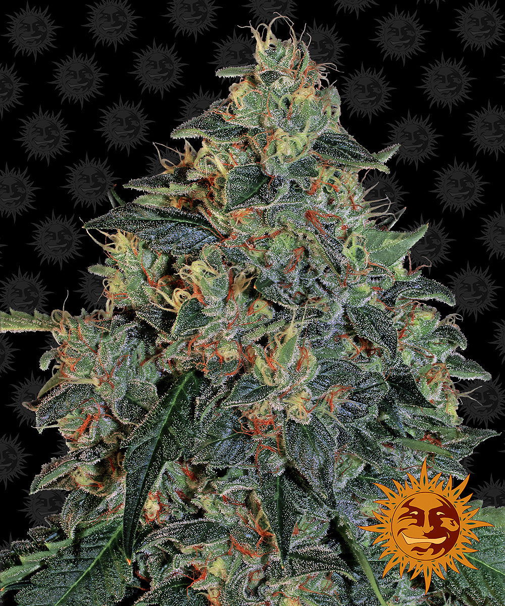 Fotografie velké rostliny cannabis sativa s mrazivě zelenými pupeny s oranžovými chloupky a ikonickým logem usmívajícího se slunce na pozadí.