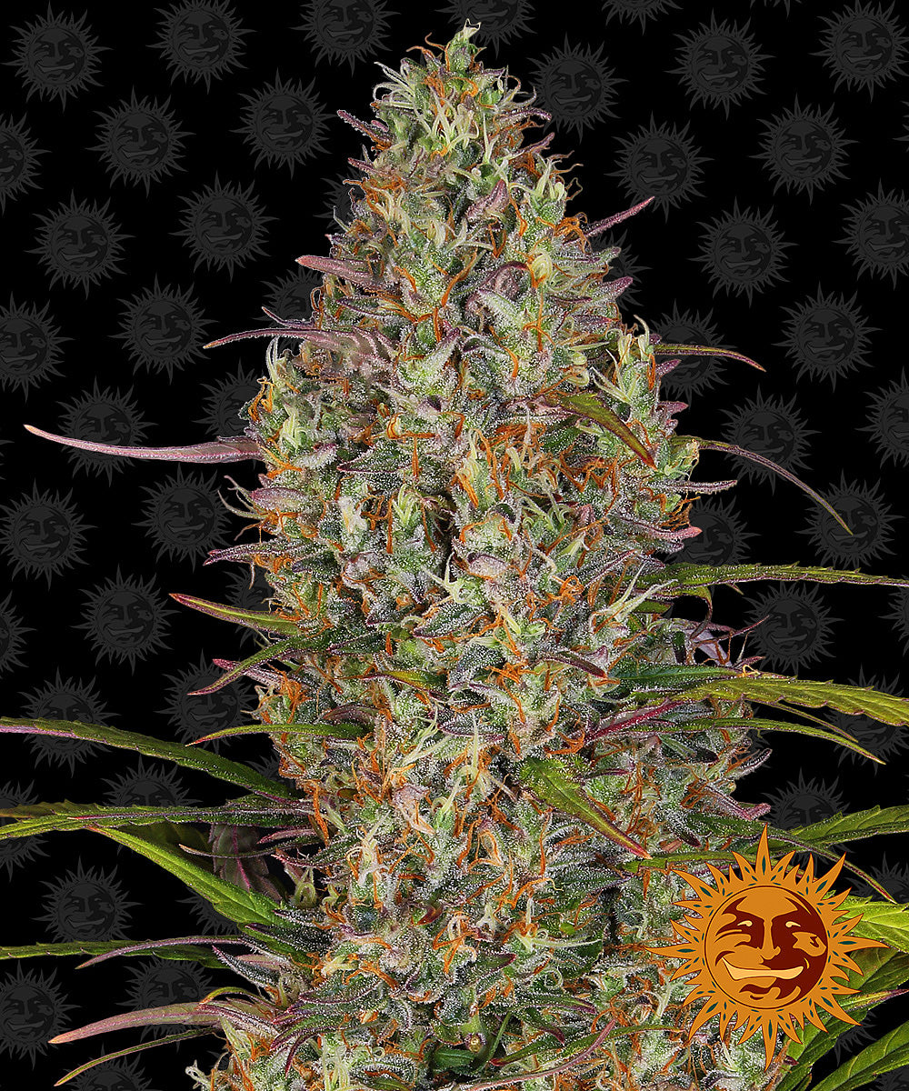 Fotografie rostliny konopí Jack Herer na pozadí usmívajícího se slunce s živými zelenými, oranžovými a fialovými odstíny a trichomy.
