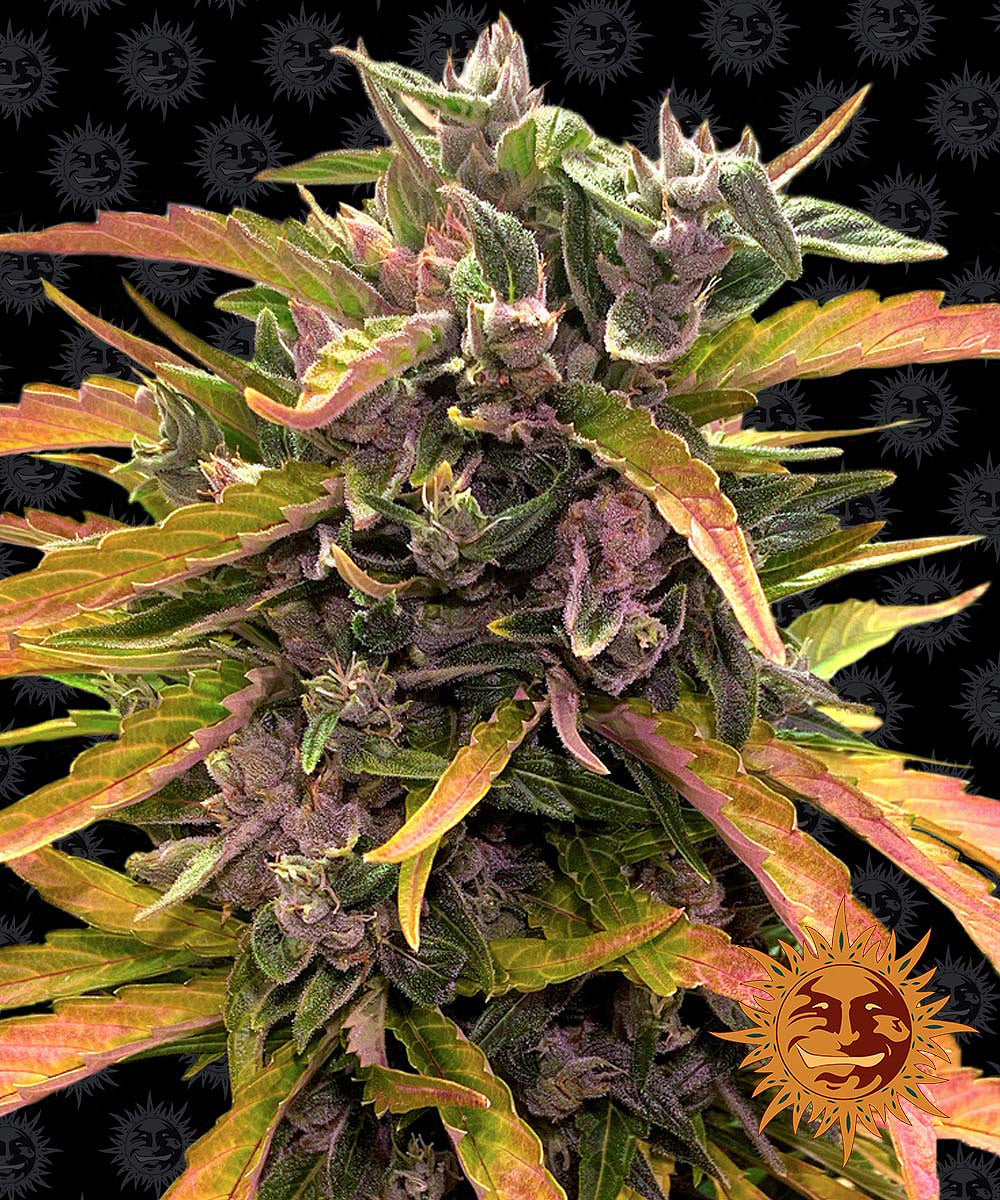 Fotografie konopí sativa od společnosti The Original Seeds Company zobrazující zářivě fialové a oranžové poupě na černém pozadí s opakujícím se logem usmívajícího se slunce se sytě zelenými a červenými odstíny a mrazivými trichomy.
