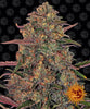 Fotografie hustého, zářivě zeleného a oranžového poupěte konopí na černém pozadí s usměvavým logem společnosti The Pineapple Express Seeds s nádechem fialové a mrazivými trichomy.