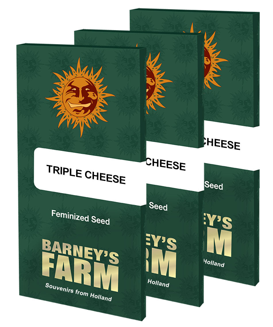 Digitální grafika, Barney's Farm, zobrazující tři balíčky feminizovaných semen Triple Cheese s motivem zlatého slunce, tmavě zeleným pozadím a nápisem Souvenirs from Holland.
