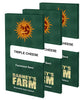 Digitální grafika, Barney's Farm, zobrazující tři balíčky feminizovaných semen Triple Cheese s motivem zlatého slunce, tmavě zeleným pozadím a nápisem Souvenirs from Holland.

