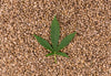 cannabis, seeds, shelf life, hemp, germinate, bad, mold