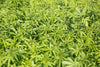 5 hemp facts you didn't know yet! - HANS Brainfood