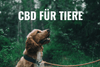 CBD for animals - HANS Brainfood