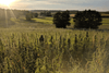 Hemp - a true all-rounder - HANS Brainfood