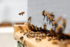 Hemp against bee mortality? - HANS Brainfood