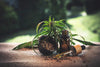 Hemp in medicine - HANS Brainfood